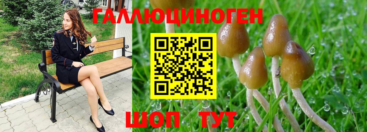 Галлюциногенные грибы Psilocybine cubensis Шатура